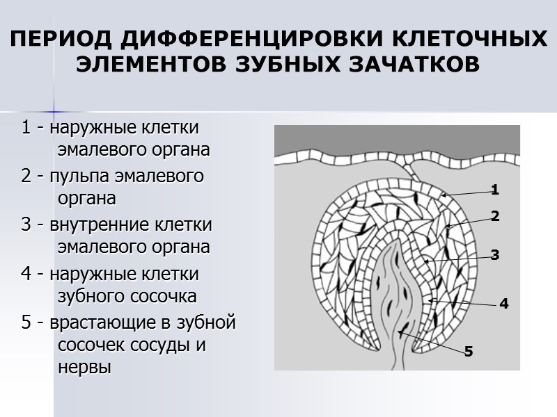 ПЕРИОД ДИФФЕРЕНЦИРОВКИ КЛЕТОЧНЫХ ЭЛЕМЕНТОВ ЗУБНЫХ ЗАЧАТКОВ 1 - наружные клетки эмалевого органа 2 -